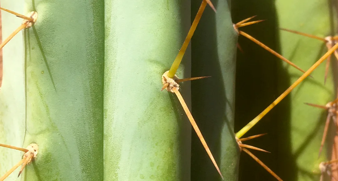 TRICHOCEREUS BRIDGESSI: Complete Guide. Everything You Need to Know