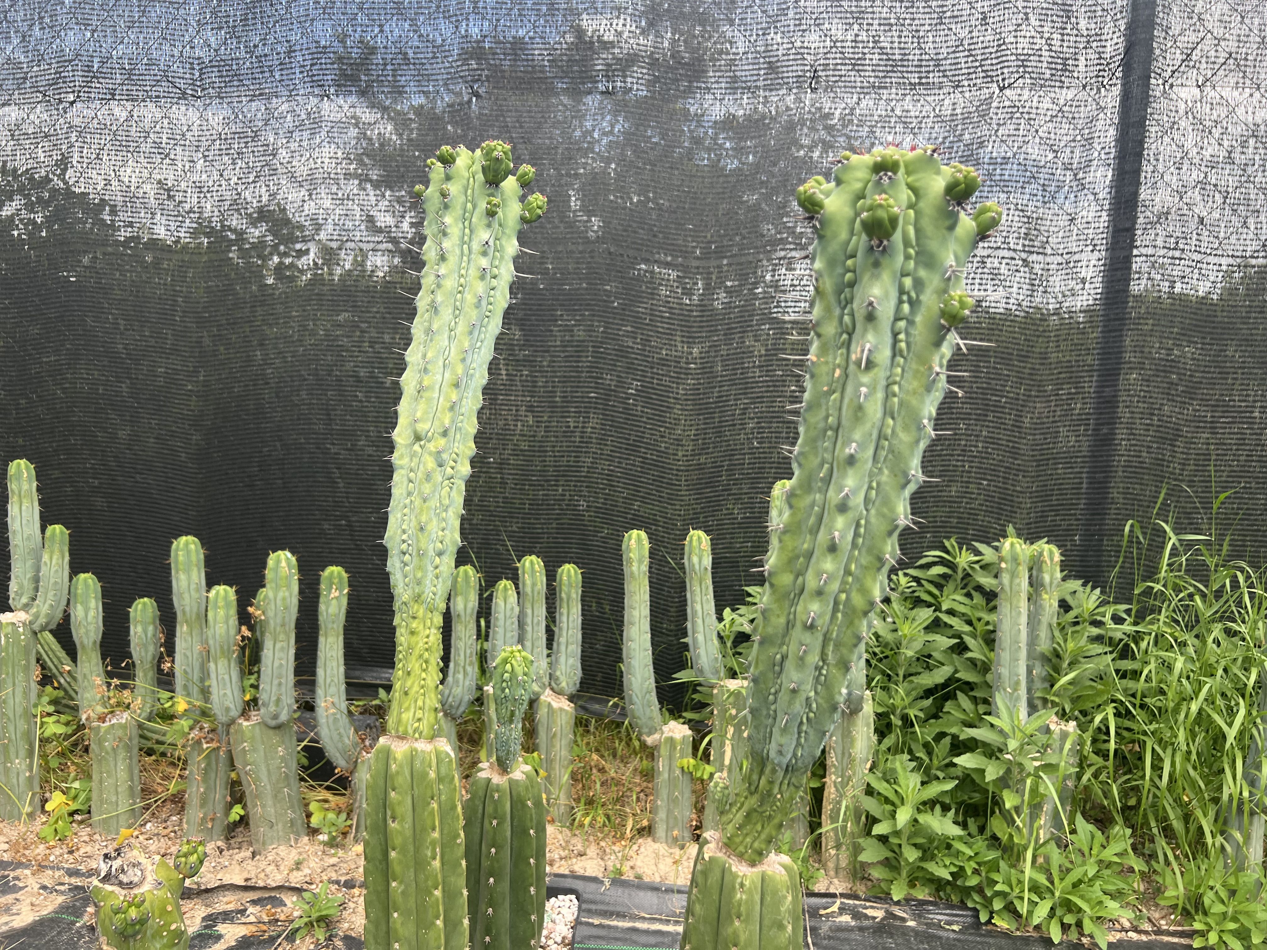 Por qué los productores prefieren Trichocereus para sus cactus