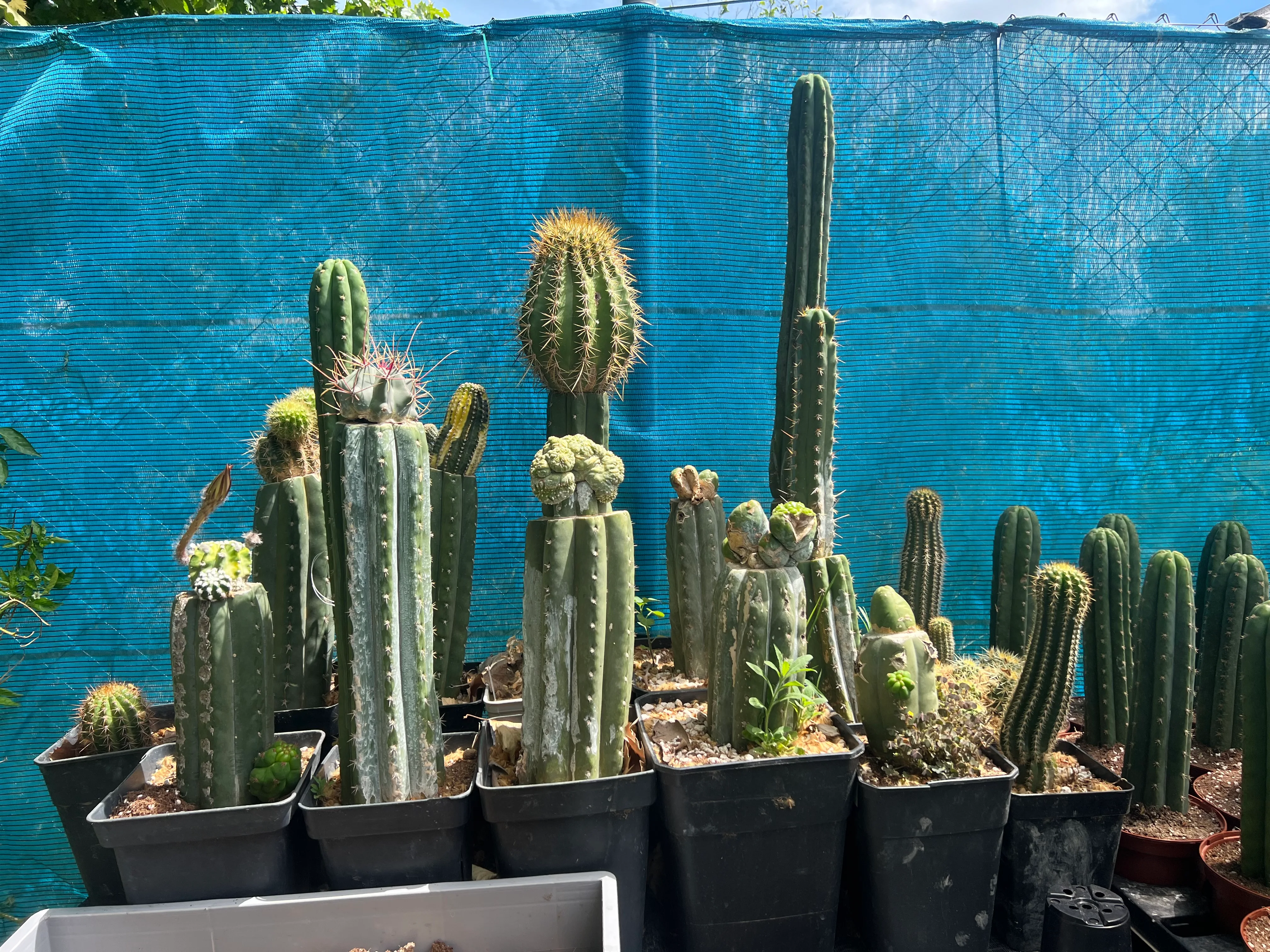 Guía para seleccionar Trichocereus como portainjertos ideales
