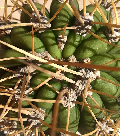 TRICHOCEREUS TERSCHECKII: Guia completa. Todo lo que debes saber