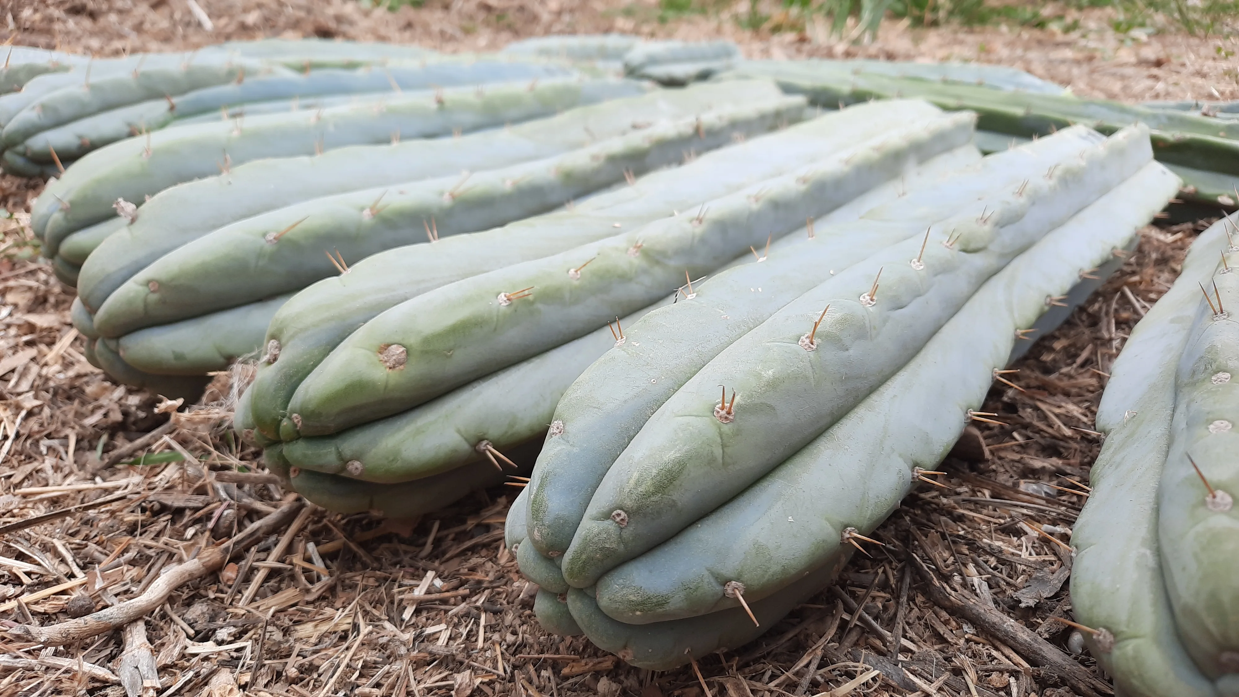 Trichocereus en climas desérticos: técnicas ancestrales de cultivo