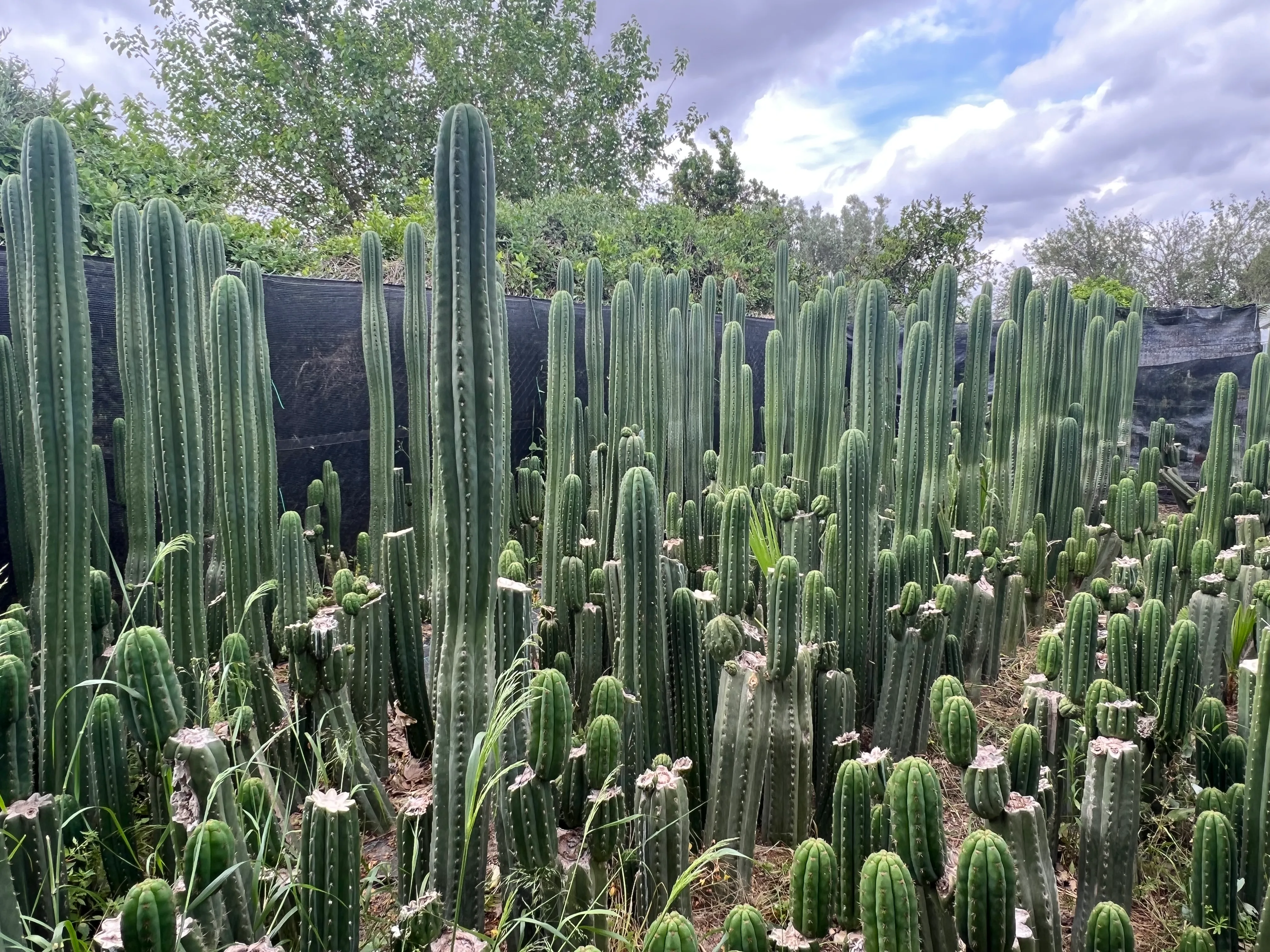 Los 10 mitos más comunes sobre el cultivo de Trichocereus