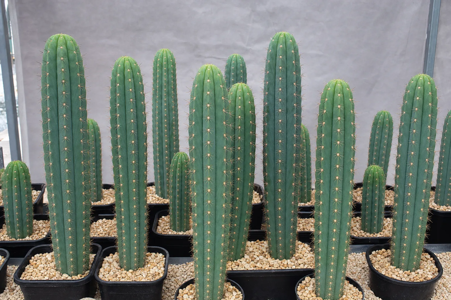 Cómo fotografiar Trichocereus para fichas de producto mayorista