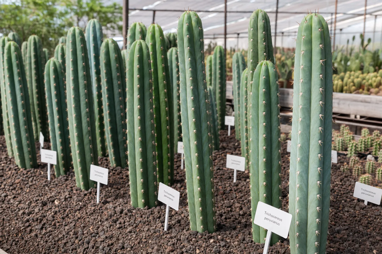 Etiquetado botánico correcto: Trichocereus vs Echinopsis en catálogo B2B