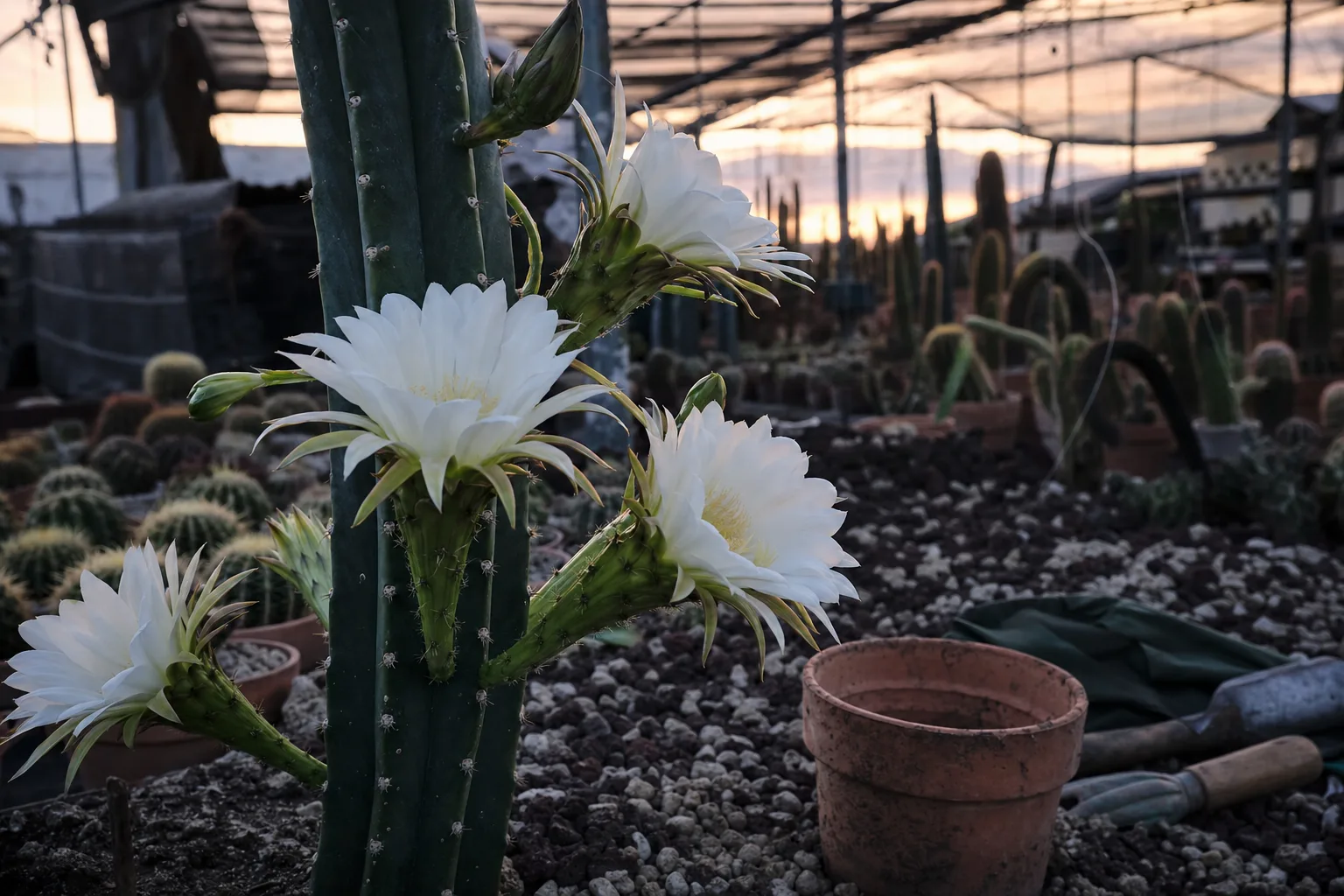 Floración de Trichocereus: cómo inducir y cuidar flores nocturnas en cultivo