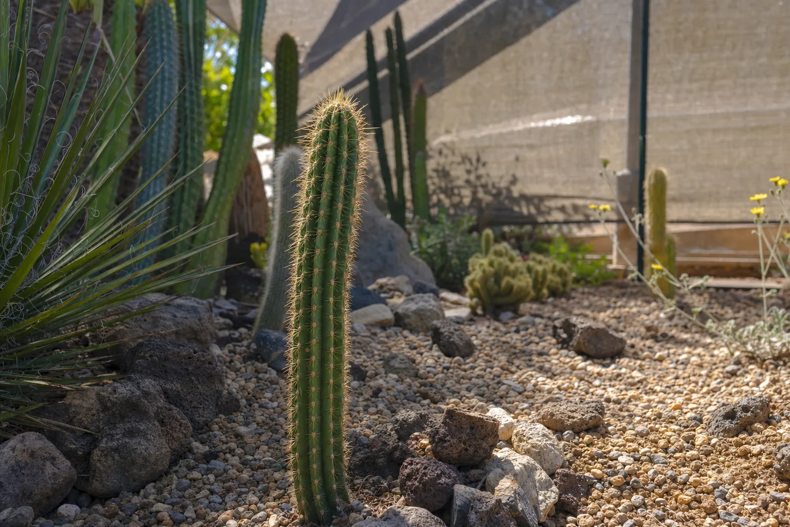 Trichocereus spachianus como ornamental: cultivo y usos en lineal europeo