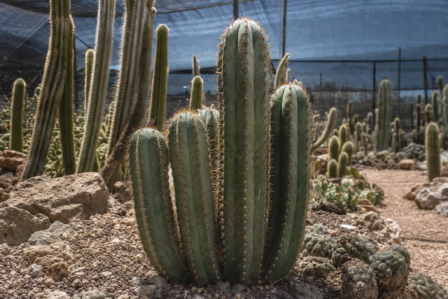 Trichocereus terscheckii (cardón): cultivo lento, frío y uso paisajístico