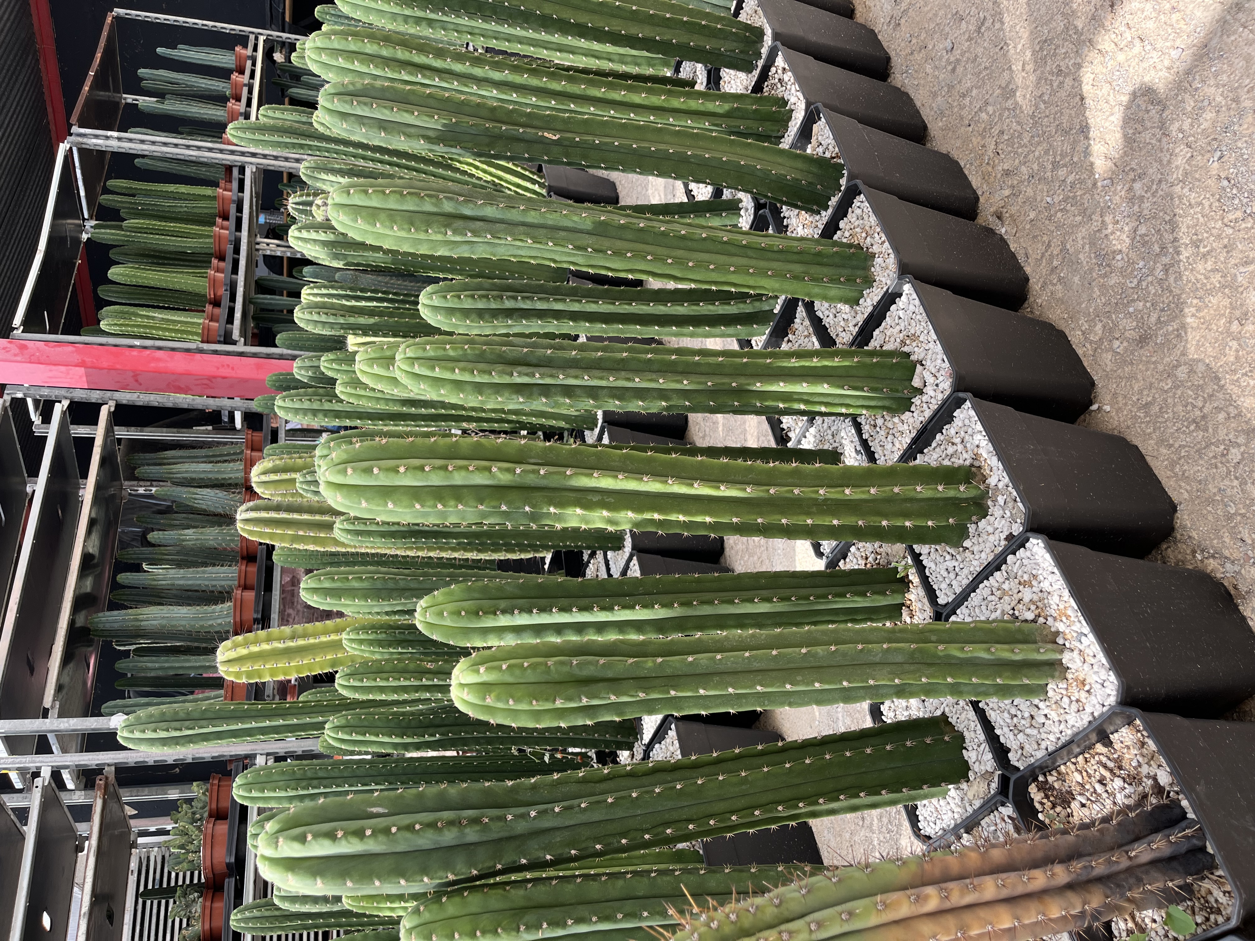 Pack mixto 5 variedades (muestra)